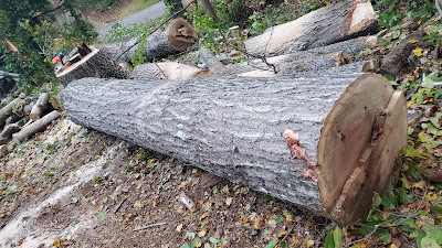 Benefits of regular deadwood removal