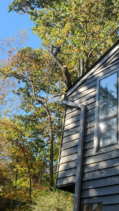 Cost of tree removal services in Smyrna