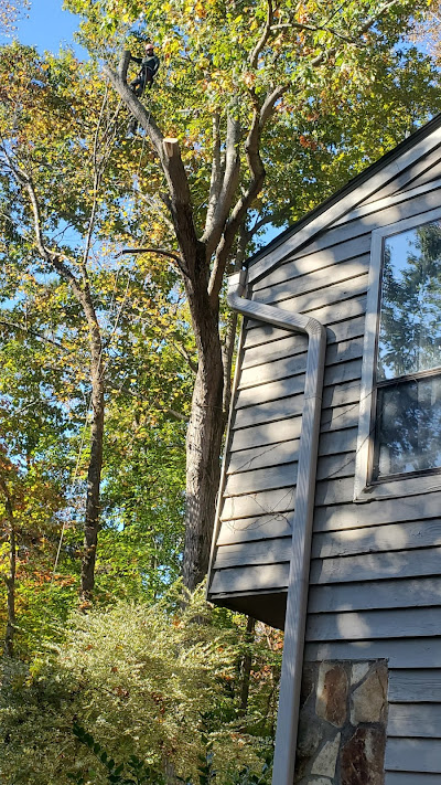 Factors to consider before hiring a tree removal service