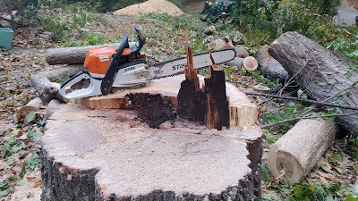 Services offered by Tree Removal Companies in Smyrna