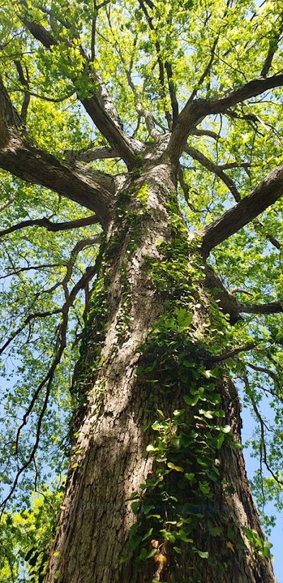 Steps involved in the tree removal process