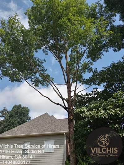 Benefits of hiring professional tree removal experts
