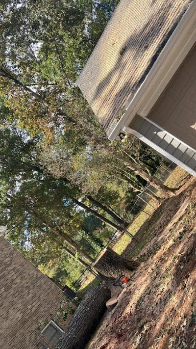 Step-by-step guide for cutting down a tree