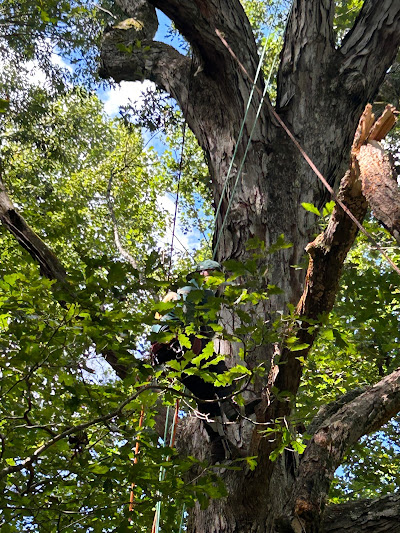 Proper disposal of tree debris