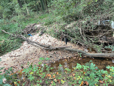 Clear the area around the tree of any obstacles or hazards.