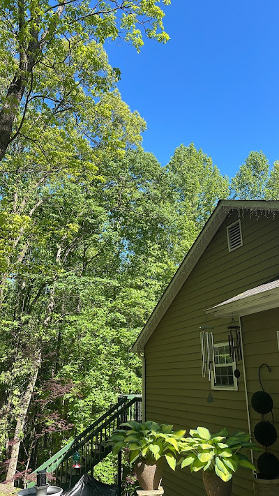 Enforcement of laws and regulations regarding tree removal