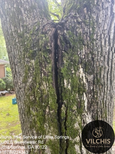 Equipment and tools used for safe tree trimming practices