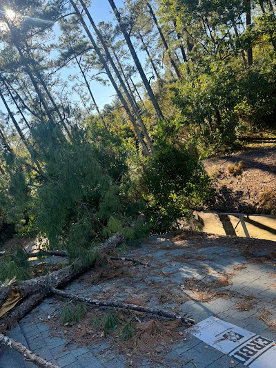 What is Tree Trimming?