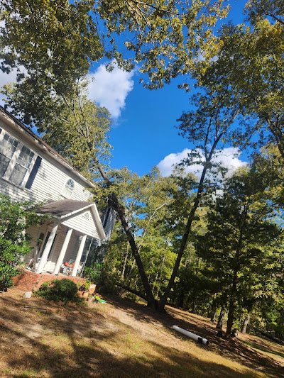 How to Transform Your Yard from Overgrown Mess to Lush Oasis in a Single Afternoon