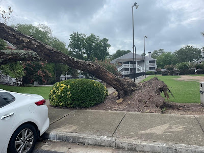 What is Involved in Tree Trimming?