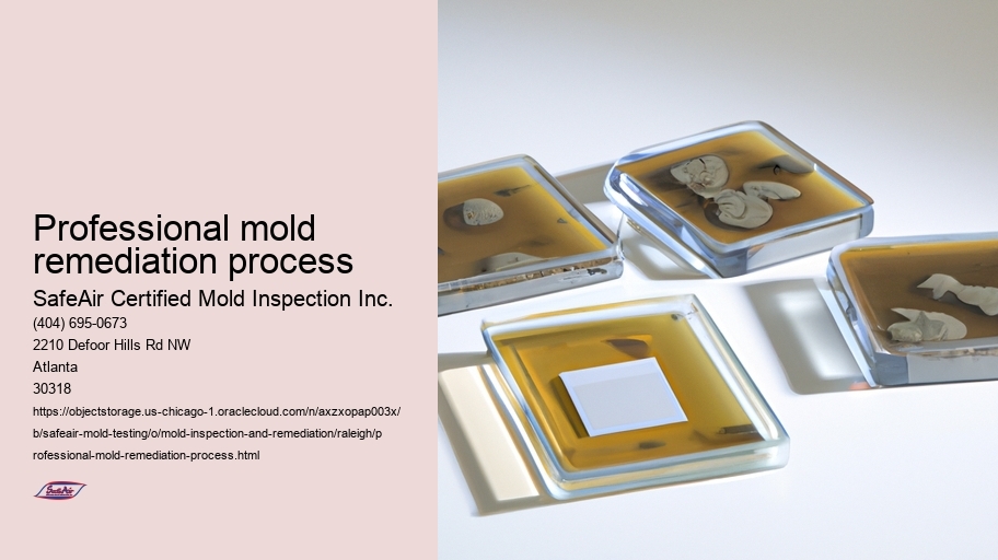 Professional mold remediation process
