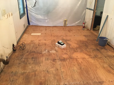 Services offered by professional mold remediation companies