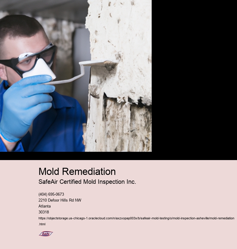 Understanding the Dangers of Mold